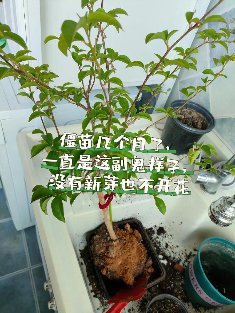 三角梅不发芽怎么处理(三角梅三月份还不发芽)-第3张图片-花花知道网 三角梅不发芽怎么处理(三角梅三月份还不发芽)-第3张图片-花花知道网