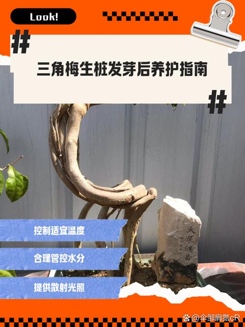 三角梅不发芽怎么处理(三角梅三月份还不发芽)-第5张图片-花花知道网 三角梅不发芽怎么处理(三角梅三月份还不发芽)-第5张图片-花花知道网