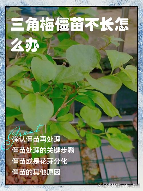 三角梅不发芽怎么处理(三角梅三月份还不发芽)-第7张图片-花花知道网 三角梅不发芽怎么处理(三角梅三月份还不发芽)-第7张图片-花花知道网