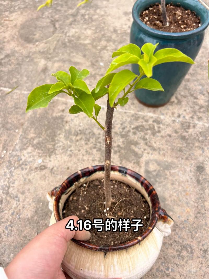 三角梅不发芽怎么处理(三角梅三月份还不发芽)-第8张图片-花花知道网 三角梅不发芽怎么处理(三角梅三月份还不发芽)-第8张图片-花花知道网