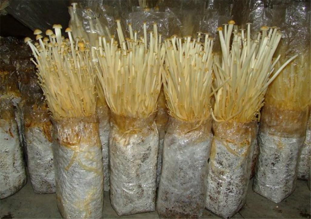 金针菇种植方法(金针菇种植方法技术教学)-第1张图片-花花知道网 金针菇种植方法(金针菇种植方法技术教学)-第1张图片-花花知道网