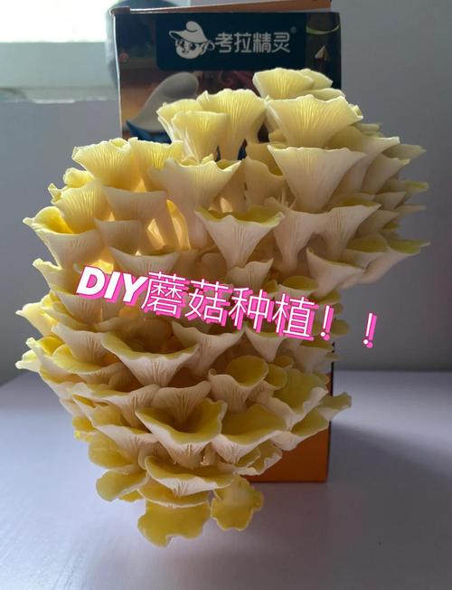 金针菇种植方法(金针菇种植方法技术教学)-第2张图片-花花知道网 金针菇种植方法(金针菇种植方法技术教学)-第2张图片-花花知道网