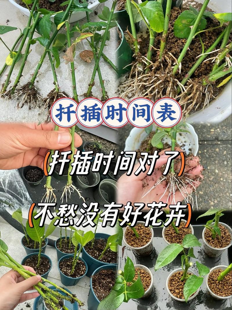 绿萝栀子超级扦插大法(绿萝扦插剪枝方法)-第4张图片-花花知道网 绿萝栀子超级扦插大法(绿萝扦插剪枝方法)-第4张图片-花花知道网
