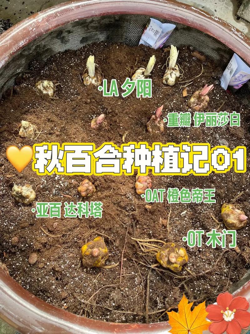 百合秋天怎么养(百合秋天怎么养护和管理)-第1张图片-花花知道网 百合秋天怎么养(百合秋天怎么养护和管理)-第1张图片-花花知道网