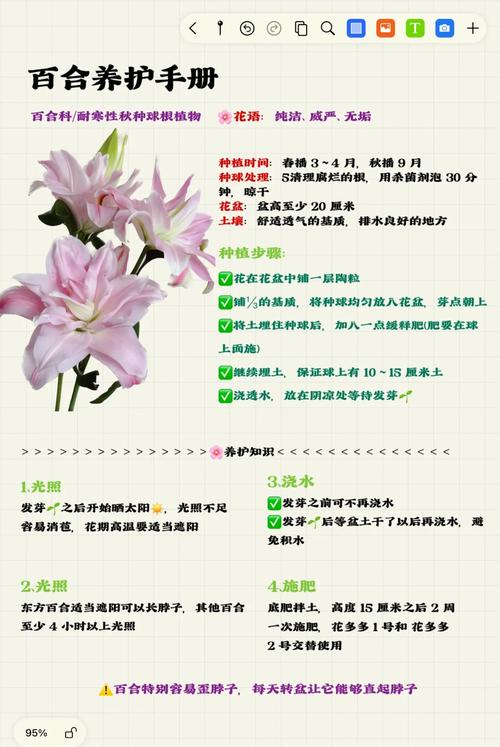 百合秋天怎么养(百合秋天怎么养护和管理)-第2张图片-花花知道网 百合秋天怎么养(百合秋天怎么养护和管理)-第2张图片-花花知道网
