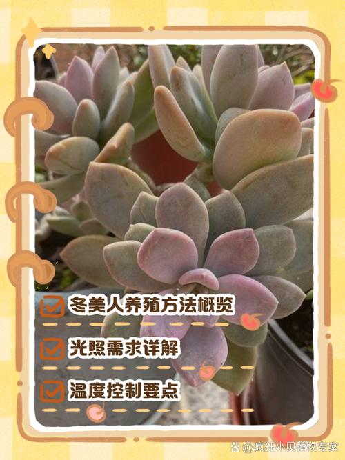 东美人怎么养(冬美人好养活吗)-第1张图片-花花知道网 东美人怎么养(冬美人好养活吗)-第1张图片-花花知道网