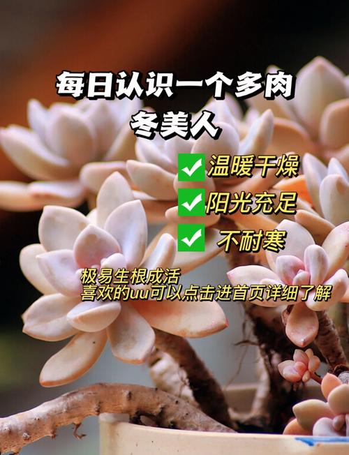 东美人怎么养(冬美人好养活吗)-第3张图片-花花知道网 东美人怎么养(冬美人好养活吗)-第3张图片-花花知道网