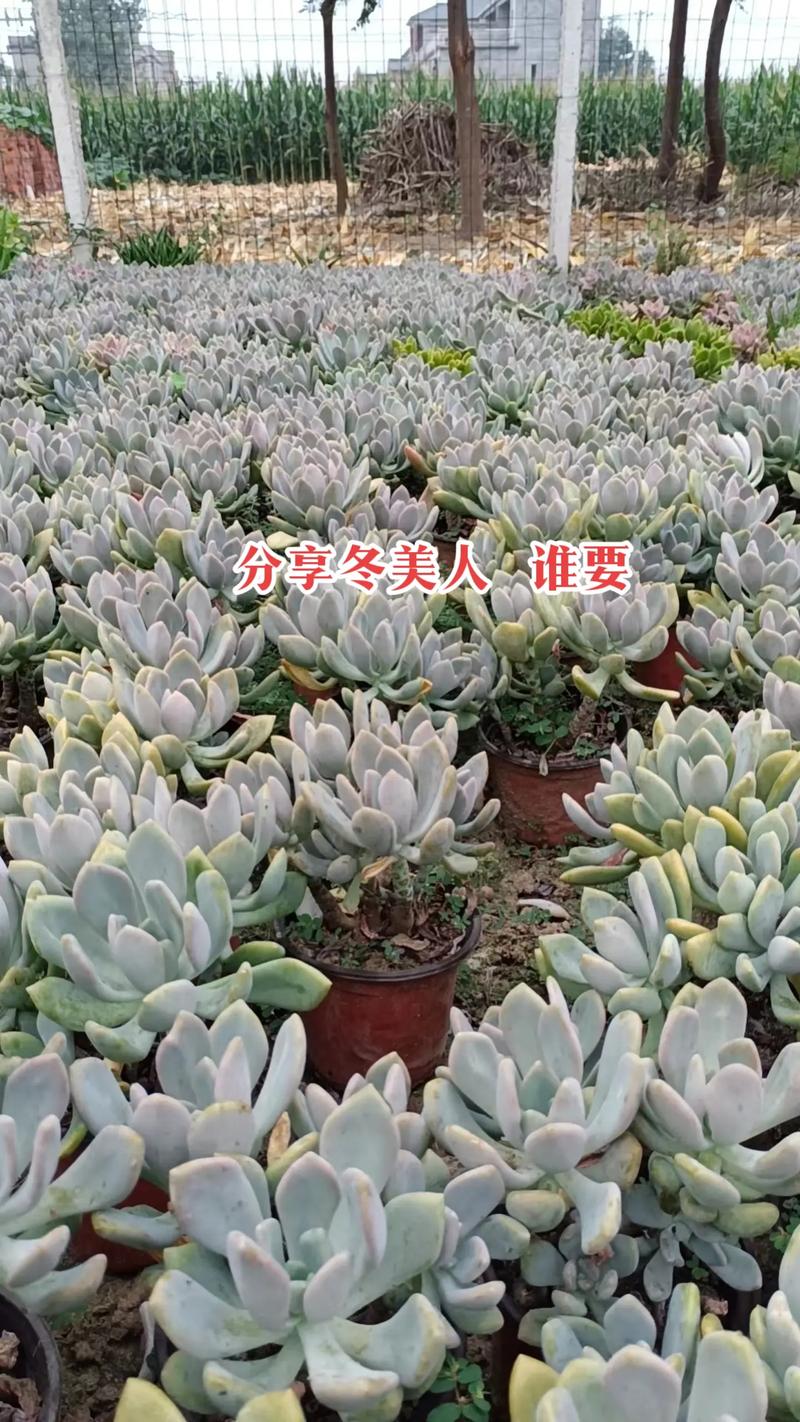 东美人怎么养(冬美人好养活吗)-第4张图片-花花知道网 东美人怎么养(冬美人好养活吗)-第4张图片-花花知道网