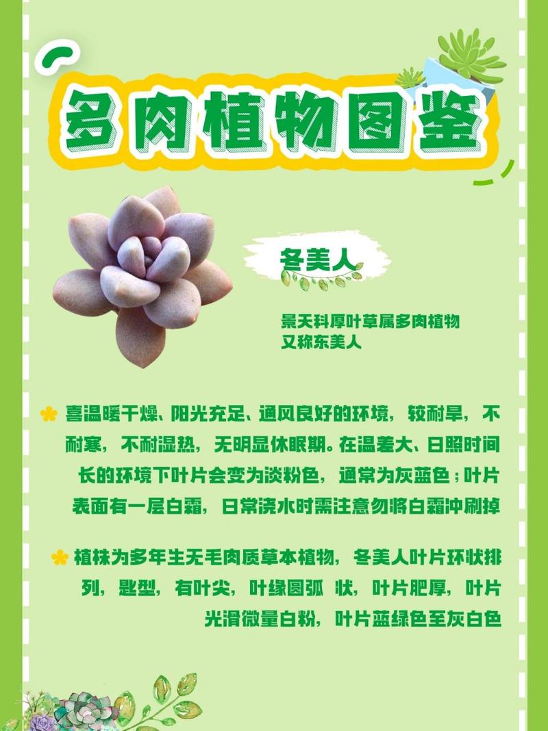 东美人怎么养(冬美人好养活吗)-第5张图片-花花知道网 东美人怎么养(冬美人好养活吗)-第5张图片-花花知道网