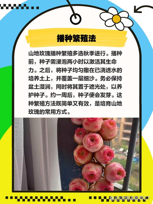 玫瑰花的繁殖方法(玫瑰花的繁殖方法和病虫害防治)-第1张图片-花花知道网 玫瑰花的繁殖方法(玫瑰花的繁殖方法和病虫害防治)-第1张图片-花花知道网