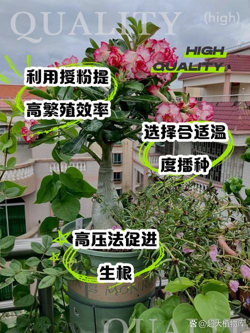 玫瑰花的繁殖方法(玫瑰花的繁殖方法和病虫害防治)-第2张图片-花花知道网 玫瑰花的繁殖方法(玫瑰花的繁殖方法和病虫害防治)-第2张图片-花花知道网