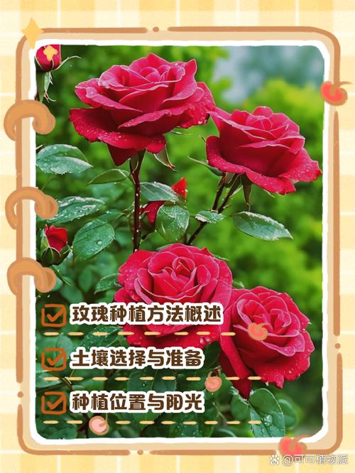 玫瑰花的繁殖方法(玫瑰花的繁殖方法和病虫害防治)-第3张图片-花花知道网 玫瑰花的繁殖方法(玫瑰花的繁殖方法和病虫害防治)-第3张图片-花花知道网