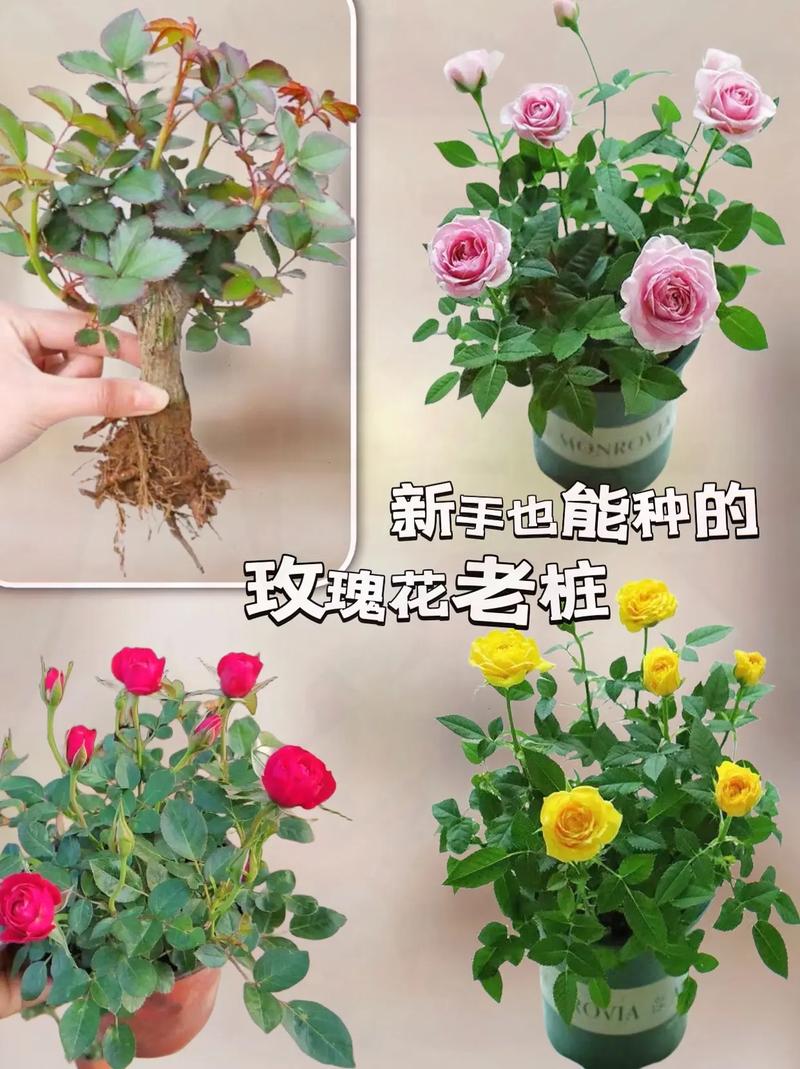 玫瑰花的繁殖方法(玫瑰花的繁殖方法和病虫害防治)-第5张图片-花花知道网 玫瑰花的繁殖方法(玫瑰花的繁殖方法和病虫害防治)-第5张图片-花花知道网