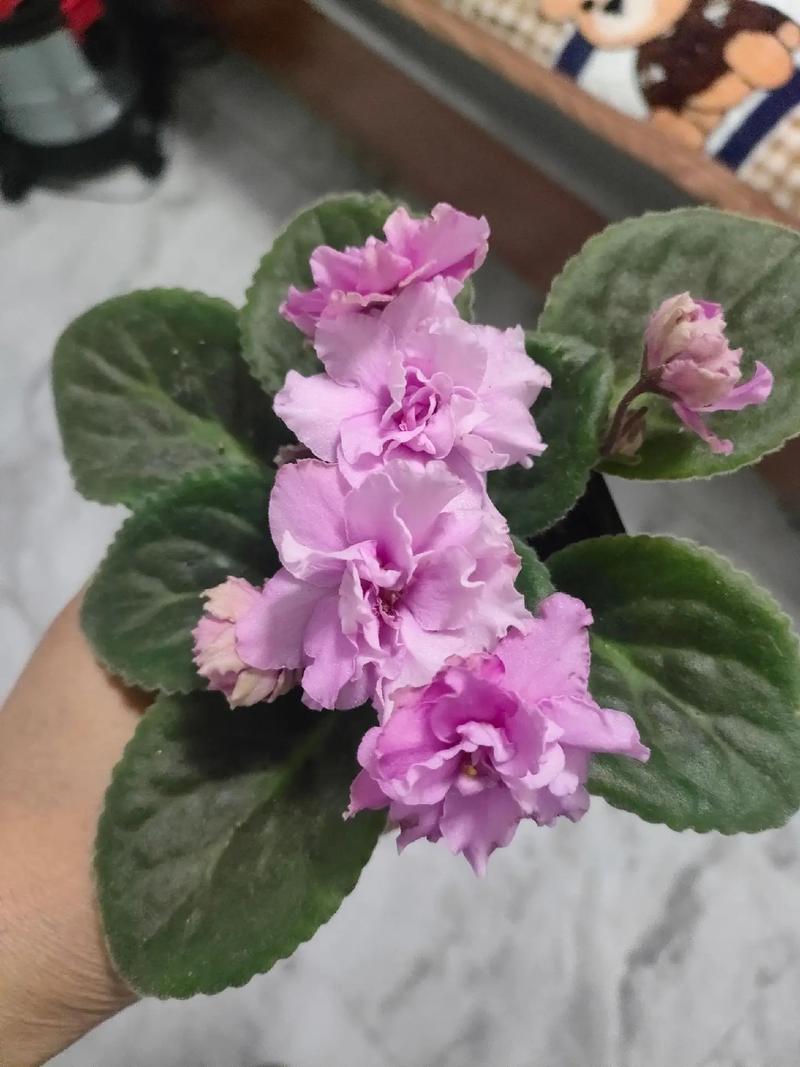 非洲堇秋天怎么养(非洲堇好养活吗)-第1张图片-花花知道网 非洲堇秋天怎么养(非洲堇好养活吗)-第1张图片-花花知道网