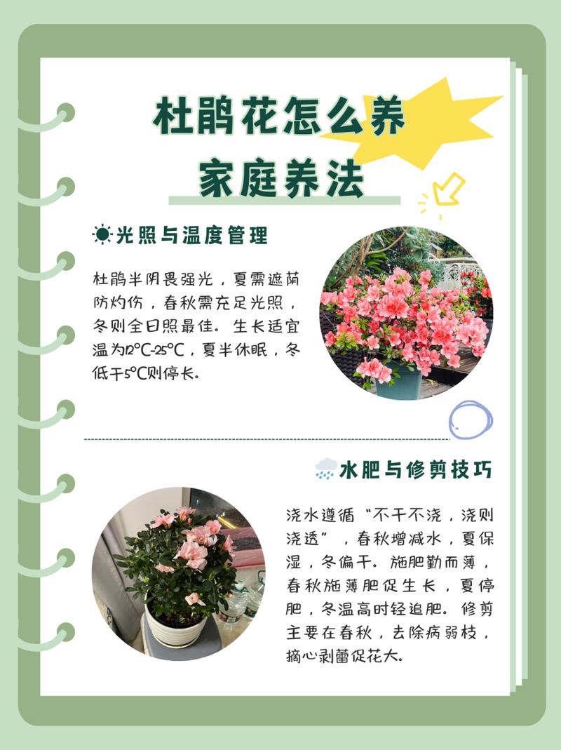 杜鹃花的养殖方法和注意事项(长寿花的养殖方法和注意事项)-第2张图片-花花知道网 杜鹃花的养殖方法和注意事项(长寿花的养殖方法和注意事项)-第2张图片-花花知道网