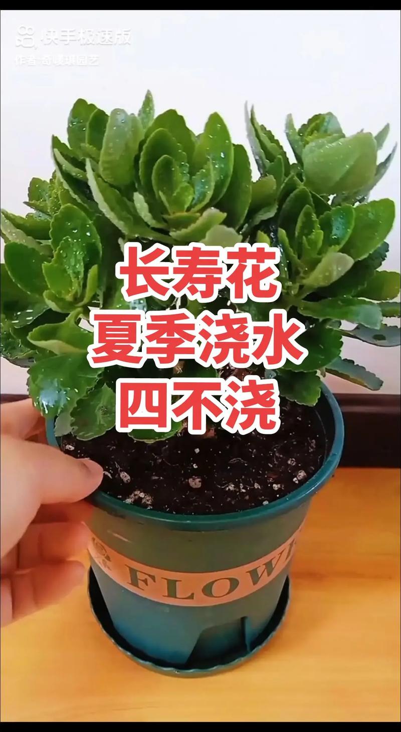 长寿花怎么浇水(新插扦的长寿花怎么浇水)-第1张图片-花花知道网 长寿花怎么浇水(新插扦的长寿花怎么浇水)-第1张图片-花花知道网