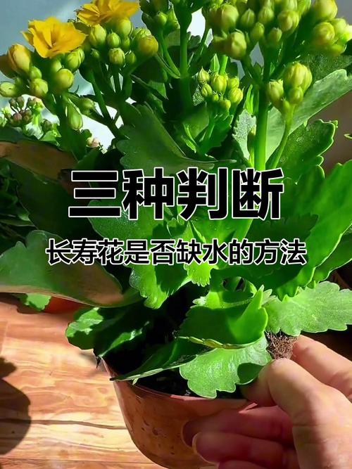 长寿花怎么浇水(新插扦的长寿花怎么浇水)-第2张图片-花花知道网 长寿花怎么浇水(新插扦的长寿花怎么浇水)-第2张图片-花花知道网
