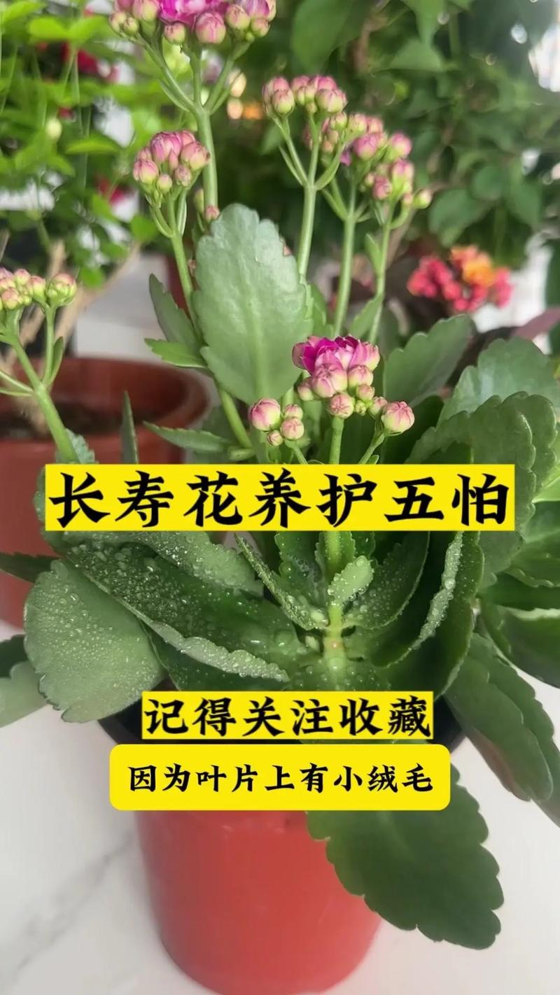 长寿花怎么浇水(新插扦的长寿花怎么浇水)-第5张图片-花花知道网 长寿花怎么浇水(新插扦的长寿花怎么浇水)-第5张图片-花花知道网