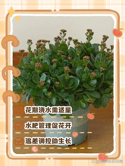 长寿花怎么浇水(新插扦的长寿花怎么浇水)-第6张图片-花花知道网 长寿花怎么浇水(新插扦的长寿花怎么浇水)-第6张图片-花花知道网