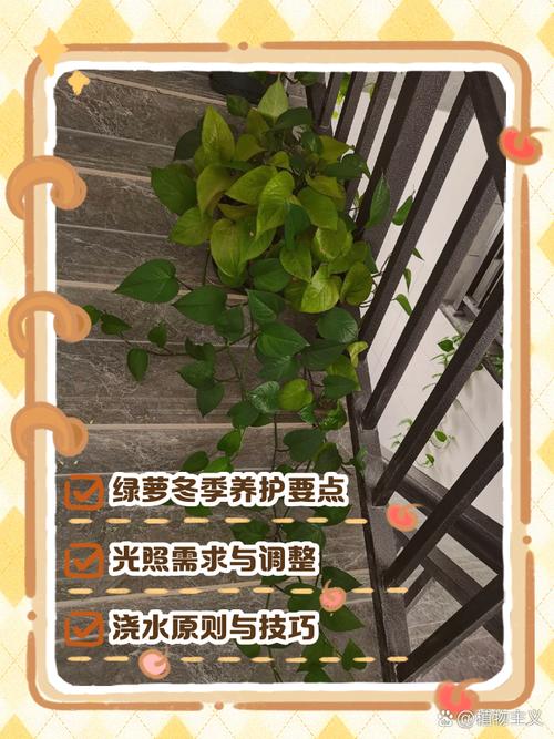 绿萝冬季怎么养(绿萝冬季怎么养护和浇水)-第1张图片-花花知道网 绿萝冬季怎么养(绿萝冬季怎么养护和浇水)-第1张图片-花花知道网