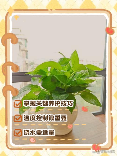 绿萝冬季怎么养(绿萝冬季怎么养护和浇水)-第3张图片-花花知道网 绿萝冬季怎么养(绿萝冬季怎么养护和浇水)-第3张图片-花花知道网