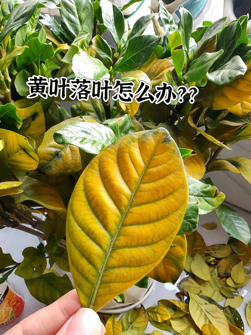 美丽莲怎么养(美丽莲多肉老桩图片)-第4张图片-花花知道网 美丽莲怎么养(美丽莲多肉老桩图片)-第4张图片-花花知道网