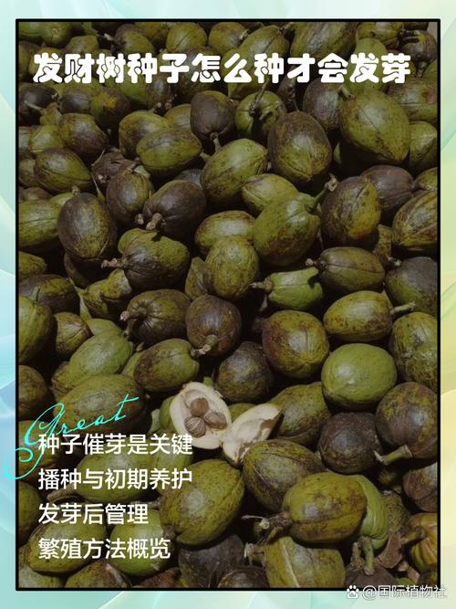 发财树种子怎样播种(发财树种子怎么播种)-第2张图片-花花知道网 发财树种子怎样播种(发财树种子怎么播种)-第2张图片-花花知道网