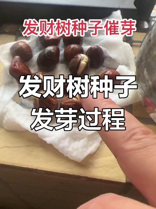 发财树种子怎样播种(发财树种子怎么播种)-第3张图片-花花知道网 发财树种子怎样播种(发财树种子怎么播种)-第3张图片-花花知道网