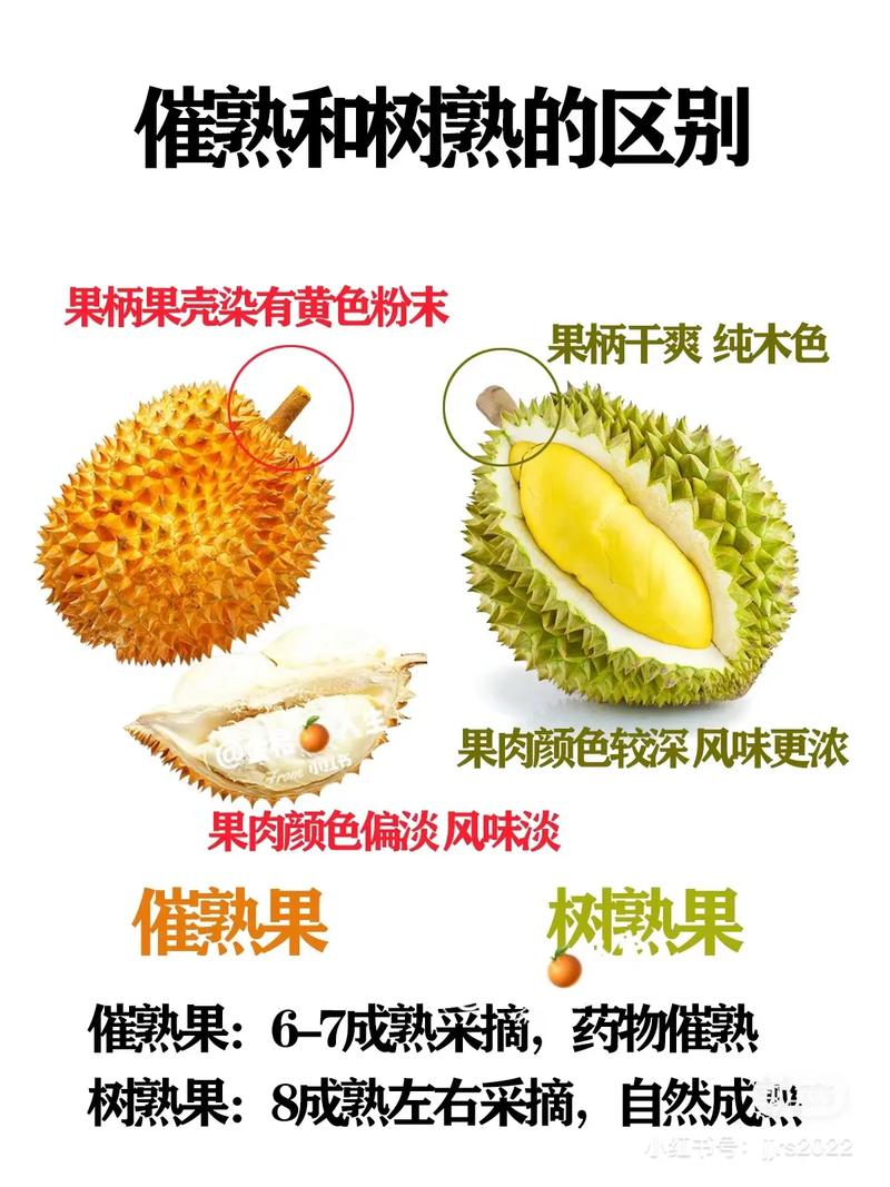 榴莲怎么催熟(生包榴莲怎么催熟)-第5张图片-花花知道网 榴莲怎么催熟(生包榴莲怎么催熟)-第5张图片-花花知道网