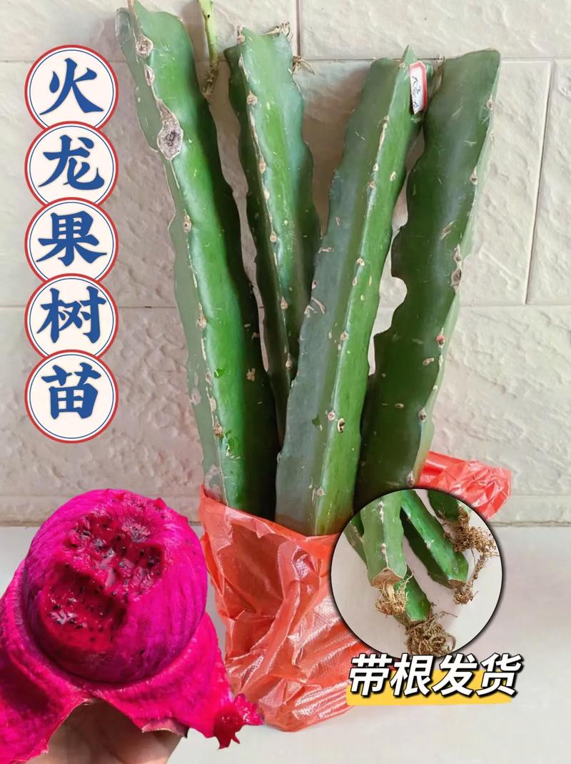 火龙果苗怎么种(火龙果怎么种植全过程)-第1张图片-花花知道网 火龙果苗怎么种(火龙果怎么种植全过程)-第1张图片-花花知道网