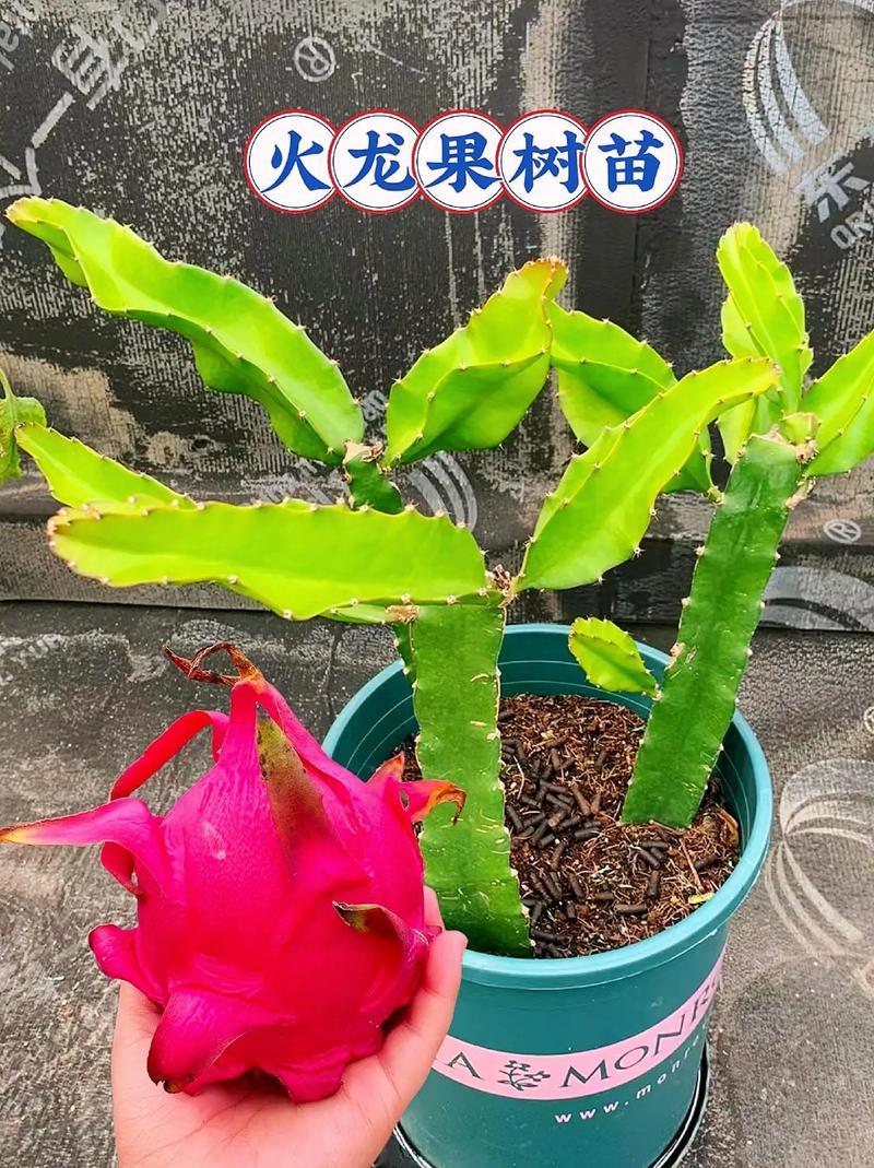 火龙果苗怎么种(火龙果怎么种植全过程)-第4张图片-花花知道网 火龙果苗怎么种(火龙果怎么种植全过程)-第4张图片-花花知道网