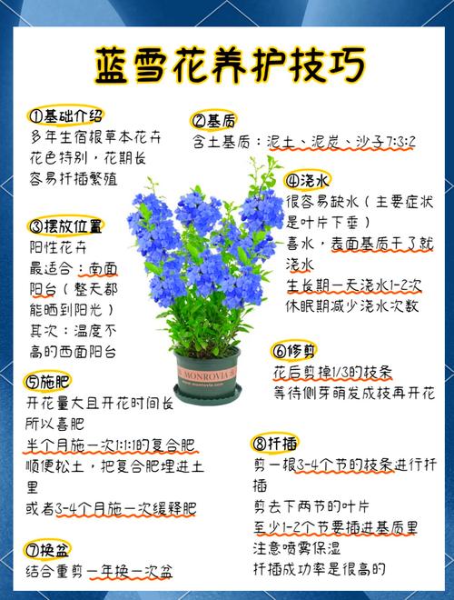 蓝雪花打顶步骤(蓝雪花掐顶)-第1张图片-花花知道网 蓝雪花打顶步骤(蓝雪花掐顶)-第1张图片-花花知道网