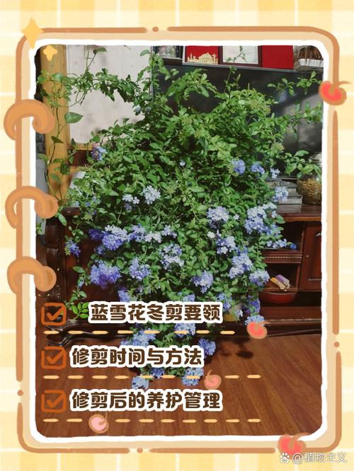 蓝雪花打顶步骤(蓝雪花掐顶)-第2张图片-花花知道网 蓝雪花打顶步骤(蓝雪花掐顶)-第2张图片-花花知道网