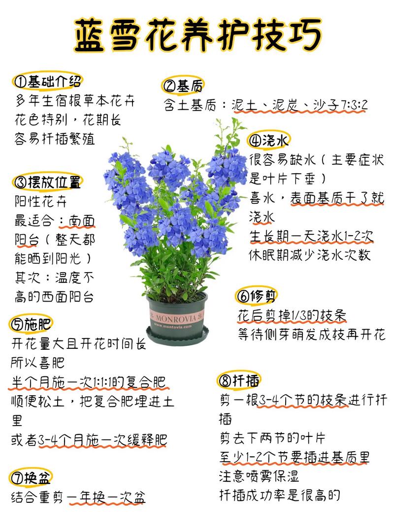 蓝雪花打顶步骤(蓝雪花掐顶)-第6张图片-花花知道网 蓝雪花打顶步骤(蓝雪花掐顶)-第6张图片-花花知道网