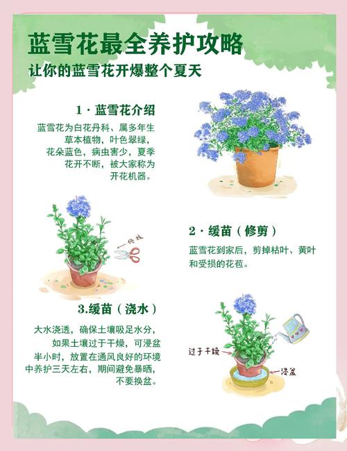 蓝雪花打顶步骤(蓝雪花掐顶)-第7张图片-花花知道网 蓝雪花打顶步骤(蓝雪花掐顶)-第7张图片-花花知道网