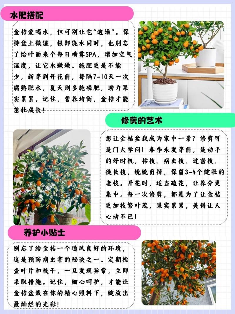 桔子树怎么养(桔子树怎么养护)-第3张图片-花花知道网 桔子树怎么养(桔子树怎么养护)-第3张图片-花花知道网