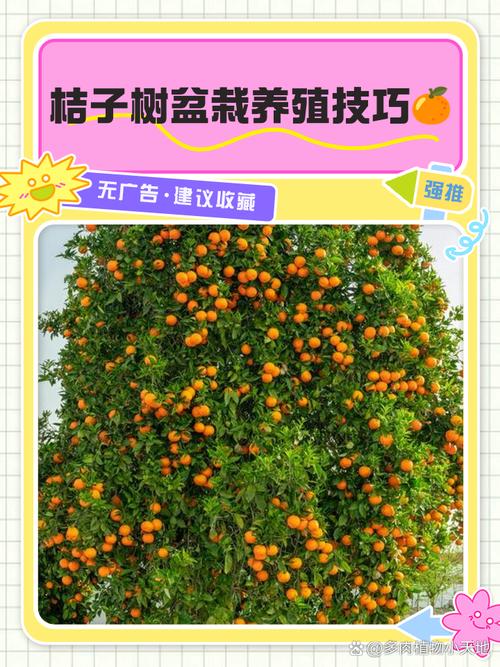 桔子树怎么养(桔子树怎么养护)-第5张图片-花花知道网 桔子树怎么养(桔子树怎么养护)-第5张图片-花花知道网