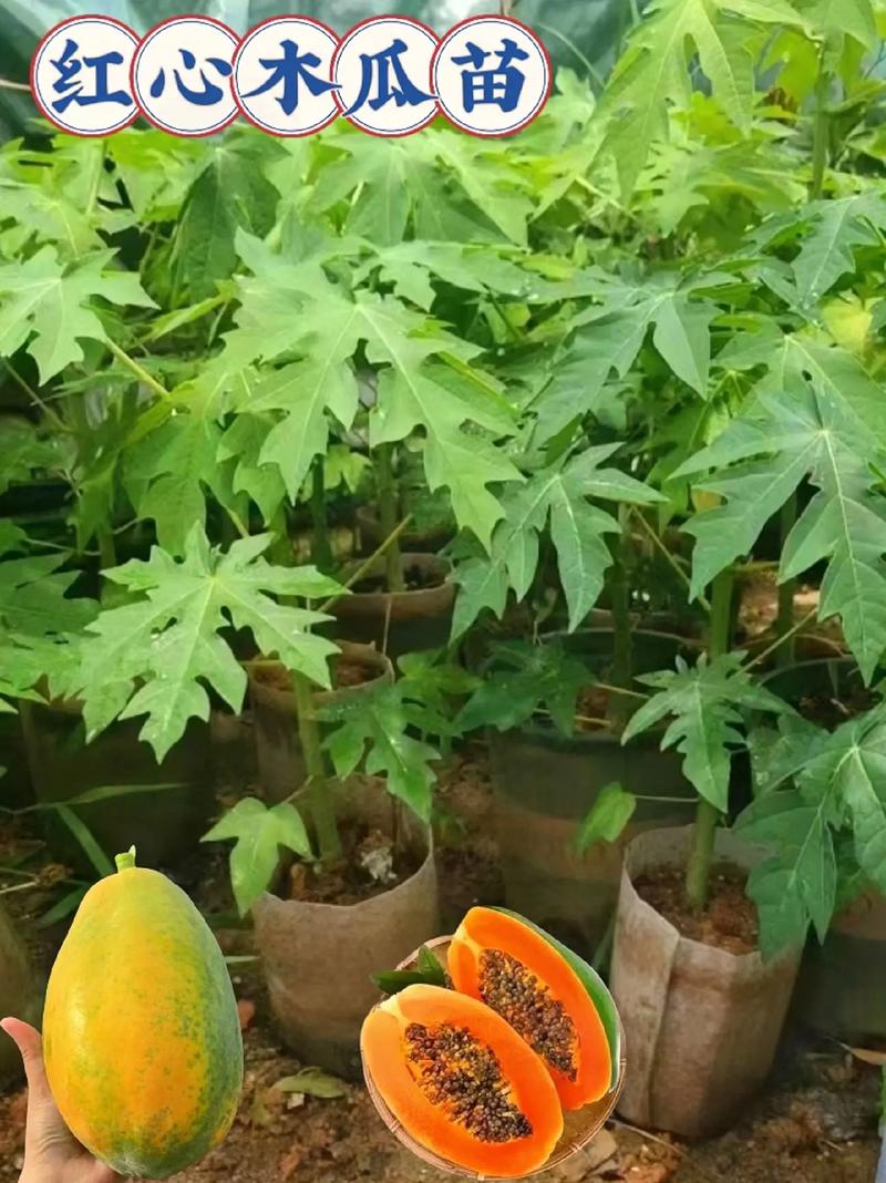 木瓜树种植方法(木瓜树种植方法图解)-第3张图片-花花知道网 木瓜树种植方法(木瓜树种植方法图解)-第3张图片-花花知道网