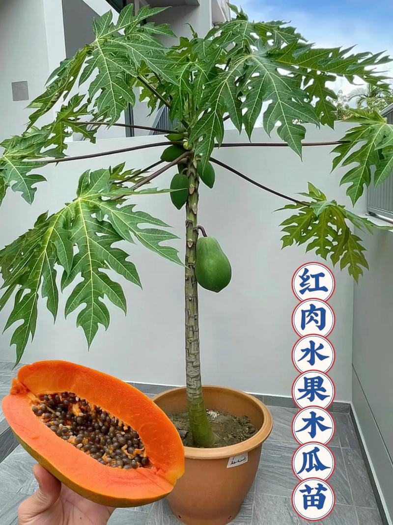 木瓜树种植方法(木瓜树种植方法图解)-第5张图片-花花知道网 木瓜树种植方法(木瓜树种植方法图解)-第5张图片-花花知道网
