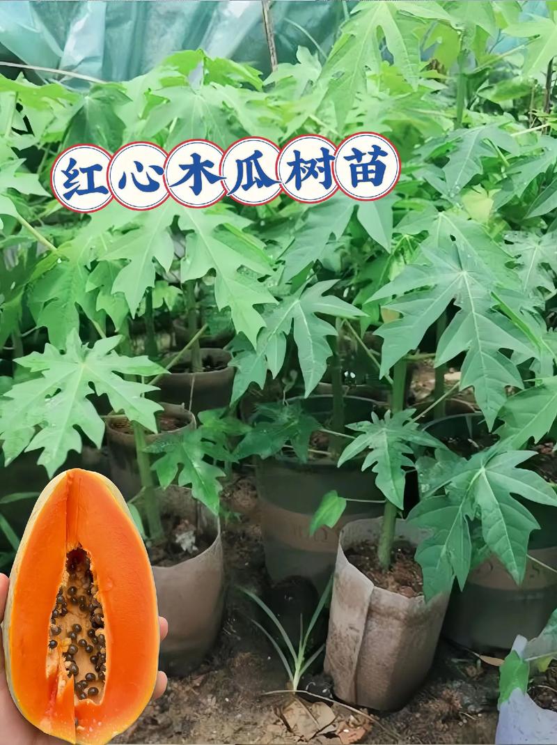 木瓜树种植方法(木瓜树种植方法图解)-第7张图片-花花知道网 木瓜树种植方法(木瓜树种植方法图解)-第7张图片-花花知道网