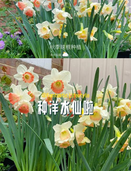 水仙秋天怎么养(水仙怎么养活)-第2张图片-花花知道网 水仙秋天怎么养(水仙怎么养活)-第2张图片-花花知道网