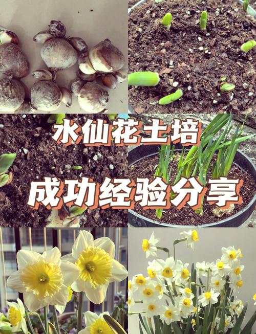 水仙秋天怎么养(水仙怎么养活)-第3张图片-花花知道网 水仙秋天怎么养(水仙怎么养活)-第3张图片-花花知道网