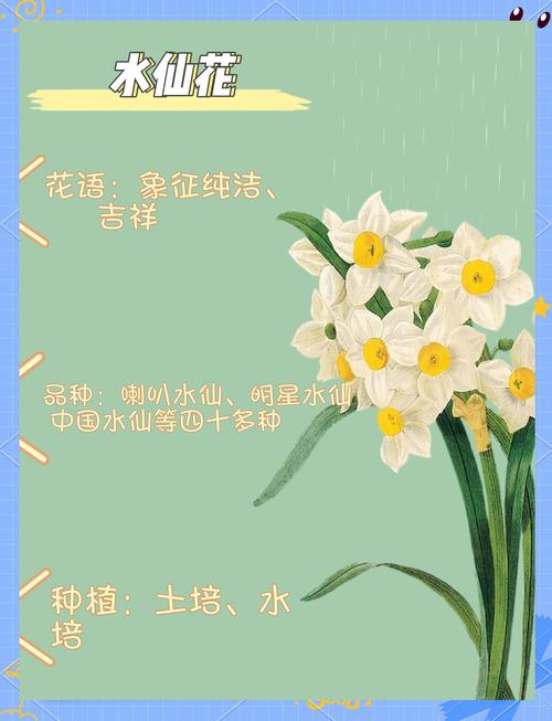 水仙秋天怎么养(水仙怎么养活)-第4张图片-花花知道网 水仙秋天怎么养(水仙怎么养活)-第4张图片-花花知道网
