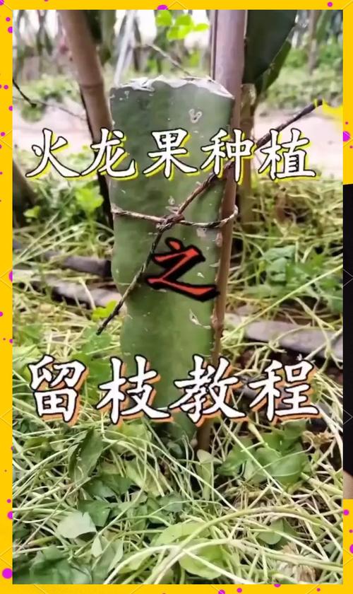 火龙果春天怎么养(火龙果春季什么时候开花)-第3张图片-花花知道网 火龙果春天怎么养(火龙果春季什么时候开花)-第3张图片-花花知道网