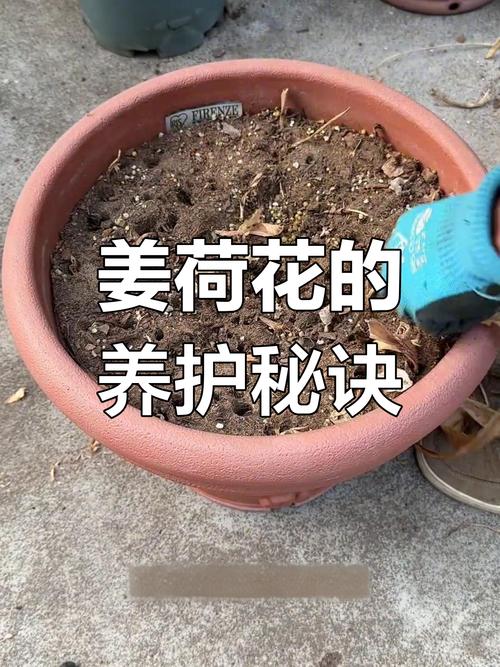 姜荷花休眠期怎么管理(姜荷花花朵蔫了怎么办)-第3张图片-花花知道网 姜荷花休眠期怎么管理(姜荷花花朵蔫了怎么办)-第3张图片-花花知道网