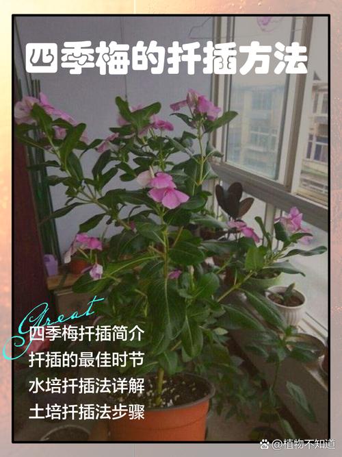 四季梅扦插的注意事项(四季梅 扦插)-第4张图片-花花知道网 四季梅扦插的注意事项(四季梅 扦插)-第4张图片-花花知道网