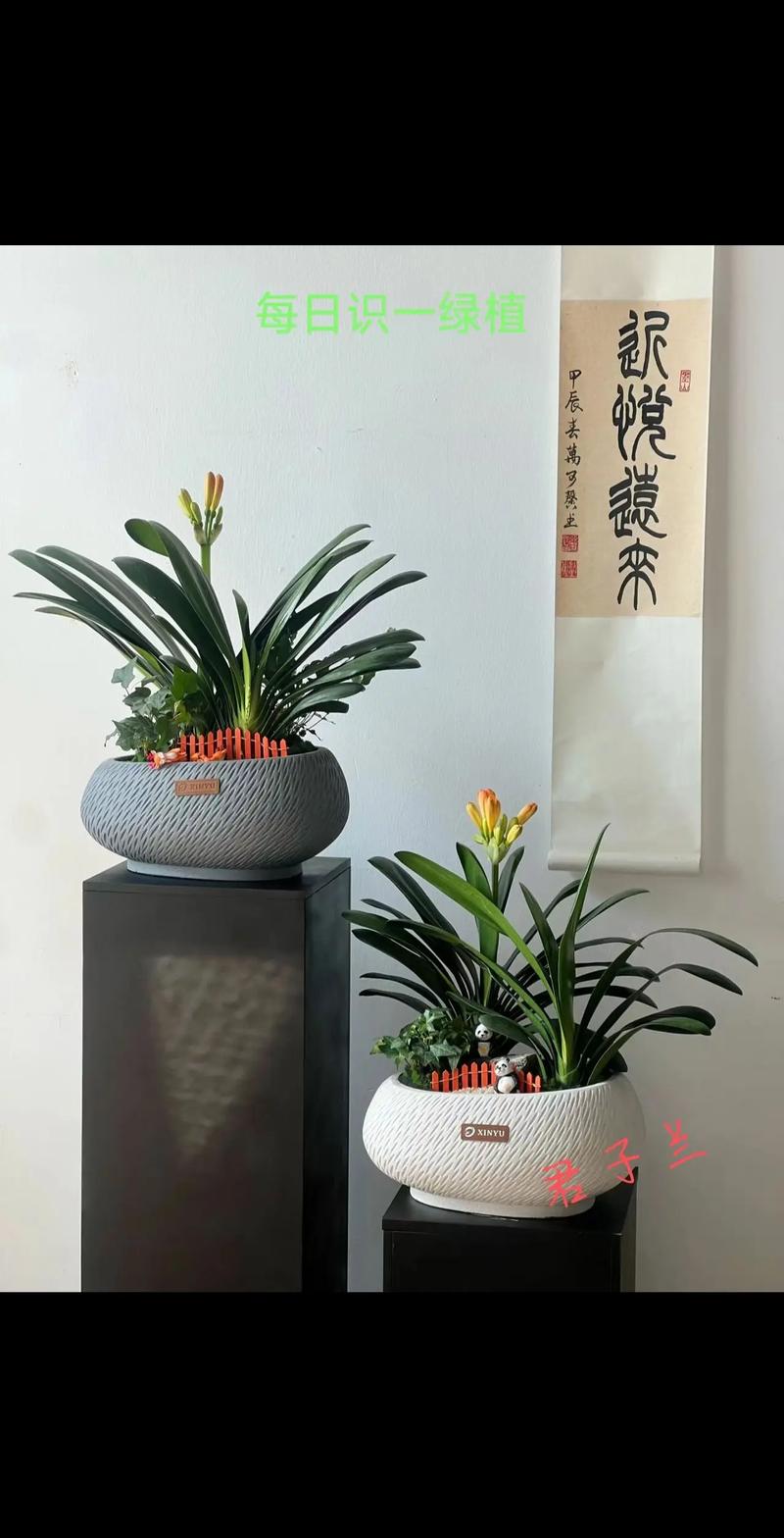 大花君子兰怎么养(大花君子兰怎么养护和浇水)-第2张图片-花花知道网 大花君子兰怎么养(大花君子兰怎么养护和浇水)-第2张图片-花花知道网