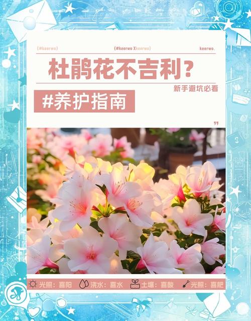 如何让杜鹃花四季开花(如何让杜鹃花开花不断)-第8张图片-花花知道网 如何让杜鹃花四季开花(如何让杜鹃花开花不断)-第8张图片-花花知道网