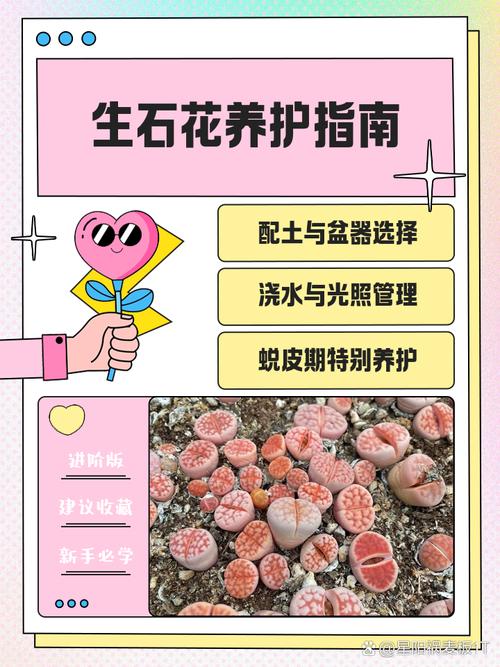生石花怎么养长得快(生石花要怎么养才能越养越好)-第3张图片-花花知道网 生石花怎么养长得快(生石花要怎么养才能越养越好)-第3张图片-花花知道网