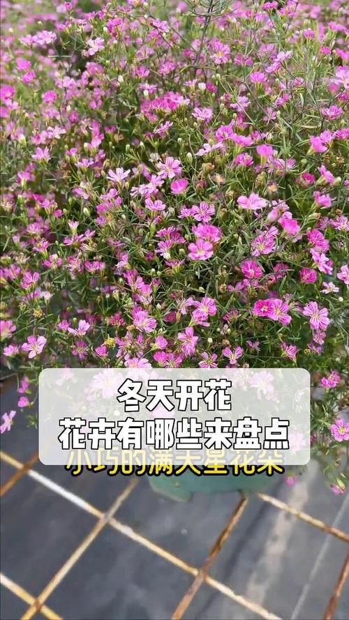如何使春兰在圣诞开花(如何使春兰在圣诞开花中开放)-第5张图片-花花知道网 如何使春兰在圣诞开花(如何使春兰在圣诞开花中开放)-第5张图片-花花知道网